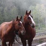 Bring some joy by providing arthritis medication for an elderly horse saved from slaughter. Bear Valley Rescue saves aged, unwanted and injured horses and gives them loving new homes.